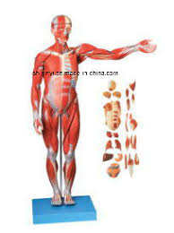 Media in category male internal organs. China Teaching Model Xy 10001 Muscles Of Male With Internal Organs 85cm China Teaching Model Muscles Of Male Model