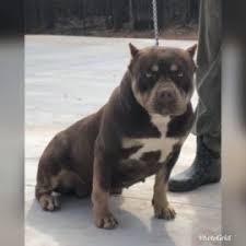 When it comes to producing the biggest tri color and merle xl pitbulls in the world no one even comes close. Xl Xxl Pitbull Puppies For Sale Xl Pit Bulls Tri Color Pitbull