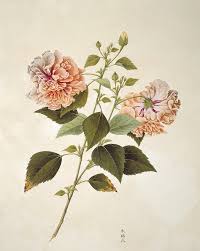 We have a deep selection of prints that feature. Botanical Illustration Photograph By Natural History Museum London Science Photo Library