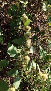 Image result for Triumfetta pilosa