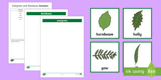 Deciduous trees' leaves change color in autumn and then fall off, leaving bare branches until spring. Cursive Deciduous And Evergreen Trees Sorting Activity