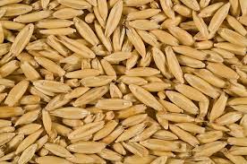 Bannister A Milling Quality Oat For Western Australia Agriculture And Food