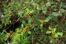 Image result for Ficus craterostoma