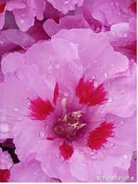 五月会开的花花（七）：古代稀，仙女扇属的锦缎宝藏- 知乎