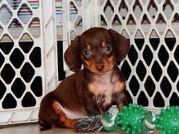 Please visit craigslist from a modern browser. Dachshund Puppies For Sale Fresno Ca Petsidi