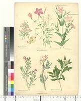 Image result for Chironia