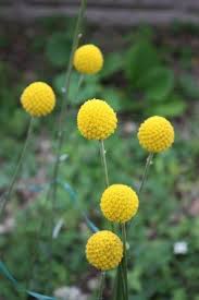 Golden Drumstick Billy Balls Craspedia Globosa 20 Seeds Billy Buttons Australian Native Flowers Australian Flowers