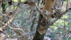 Image result for caterpillar box tree moth inside buxus plant