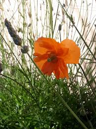 Pin On Italian Garden 2019