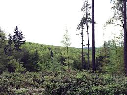 Imagens de restaurant gretchens garten urbar. Auf Den Trails Im Koblenzer Stadtwald Unterwegs Lauf Mo Lauf
