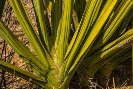 Image result for Dracaenaceae