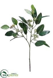 This is an easy tutorial on the eucalyptus plant care , specifically the eucalyptus gunnii azura. Artificial Seeded Eucalyptus Spray Silk Eucalyptus Faux Spray Fake Eucalyptus Silk Plants Direct