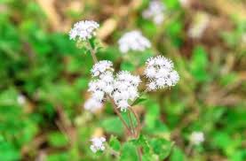 Image result for Ageratum conyzoides