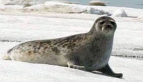 Acorda o nota acestui joc: Ce Animale TrÄƒiesc La Polul Nordic 2021