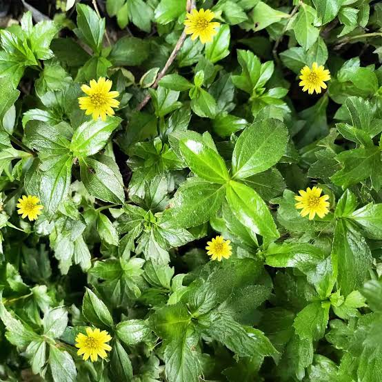False Daisy | Eclipta Alba | Buy White & Yellow Bhringraj Plant