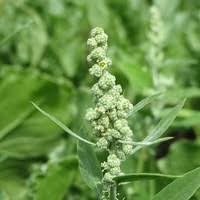 Im folgenden können sie die 20 häufigsten unkräuter. Meine Ernte Hier Stellen Wir Dir Beliebte Wildkrauter Vor Und Beikrauter Die Fur Manchen Zum Unkraut Werden Sowie Verschiedene Gegenmassnahmen Um Das Wachsen Deines Gemuse Zu Fordern