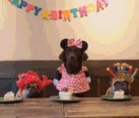 Even though this funny horse is not really the magic creature, this unique gif will magically cheer your friend up! Most Popular Happy Birthday Gifs Get The Best Gif On Gifer