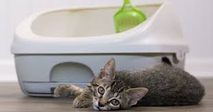 Indoor cats are less likely to get diseases or get rabies, which is why it is incredibly important to vaccinate your cat when required. Should Your Cat Be Indoors Or Outdoors