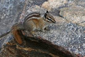 To use it you simply plug it into an electrical socket. How To Get Rid Of Chipmunks Wildliferemoval Com
