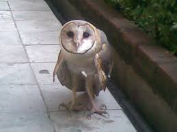 Check spelling or type a new query. Burung Owl Mail