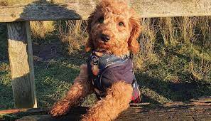 These pups cost around $1600. Cockapoo Puppies Near Me Home Facebook