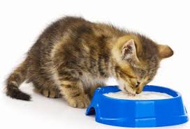 If you're talking about the it's better for them than milk. Can Cats Eat Yogurt Does Yogurt Do Well For Pets Pets Care
