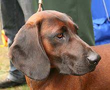Der bayerische gebirgsschweißhund ist ein mittelgroßer (bis 52 cm), etwas langgestreckter hund mit kräftigen läufen. Bayerischer Gebirgsschweisshund Wikipedia