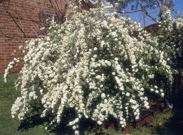 To ensure your new shrub gets a good start, choose the right plant for the right place. 20 Fast Growing Shrubs And Bushes For Privacy Evergreen Shrubs For Backyard