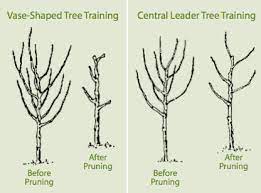 Dec 26, 2019 · prune to the size that best suits your needs. Successful Fruit Tree Pruning Stark Bro S