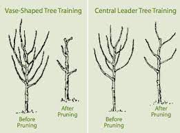 It will help with fruityields, reduce transplant shock, increase air flow, disease reduction,and keeping the over. Successful Fruit Tree Pruning Stark Bro S