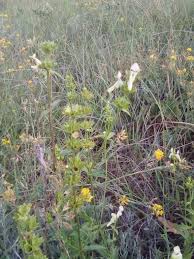 Image result for Stachys pseudonigricans