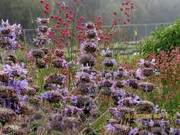 Planted this aromatic cleveland sage (salvia clevelandii) in the native garden this weekend. Plants Helix Water District