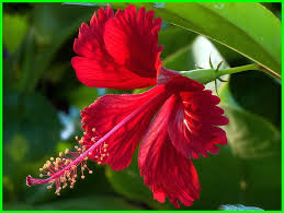Bahkan bunga ini telah ditetapkan sebagai bunga nasional malaysia. Apa Saja Manfaat Bunga Kembang Sepatu Dunia Fauna Hewan Binatang Tumbuhan Dunia Fauna Hewan Binatang Tumbuhan