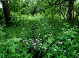 Check spelling or type a new query. Dame S Rocket An Invasive Confused For Phlox Is A Common Sight In Wisconsin Wiscontext
