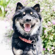 Time Flies Like An Arrow Fruit Flies Like A Banana Meme I Can T Believe It S Already June Time Flies Like An Arrow And Fruit Flies Like A Banana Or So I Ve Heard Happy Weeke Shiba Inu Shiba Black And Tan
