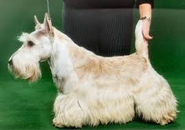 Image result for skotský teriér