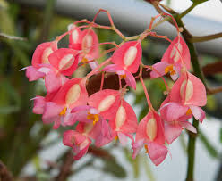 Tamaya Begonia Maculata Tous Les Conseils D Entretien En 2020 Begonia Plantes D Interieur Faciles Basilic Plante