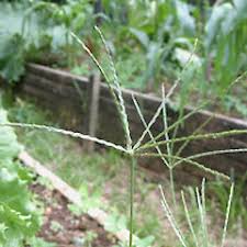 Image result for Digitaria nitens