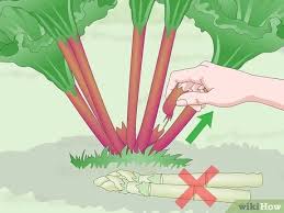 Hot dry weather or nutrient deficiencies can result in the growth you described. How To Harvest Rhubarb 12 Steps With Pictures Wikihow