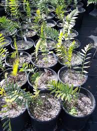Image result for Encephalartos chimanimaniensis