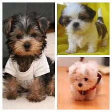 Shih Tzu Yorkie Mix Black And Brown Day 10 Pets I Ve Always Wanted Teacup Yorkie Teacup Shih Tzu Teacup Maltese Rescue Puppies Shih Tzu Yorkie Poodle