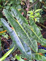 Image result for Disperis reichenbachiana