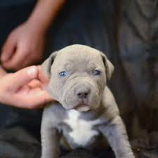 We offer a wide variety of color with our dogs including brindle, red, blue, silver, blue brindle, black, champagne, and white. Blue Nose Pit Bull Puppies For Sale Petsidi