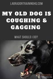 You know your dog, if you are concerned, it's always best to contact your vet. What Does It Mean When Old Dogs Start Coughing And Gagging