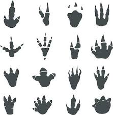 Dinosaur Footprints Collection Detailed Foot Anatomy Paleontology Black Traces Educational Journey Dinosaur Illustration Dinosaur Footprint Dinosaur Posters