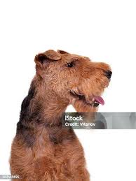 Image result for velšteriér