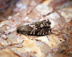 Image result for Cydia microgrammana