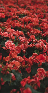 Click any title link below to go straight to that section of the article: Red Rose Iphone Wallpaper Flower Iphone Background
