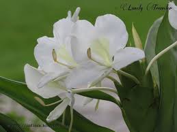 White Ginger Lily Hedychium Coronarium White Garland Lily Ginger