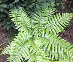 Image result for Polystichum